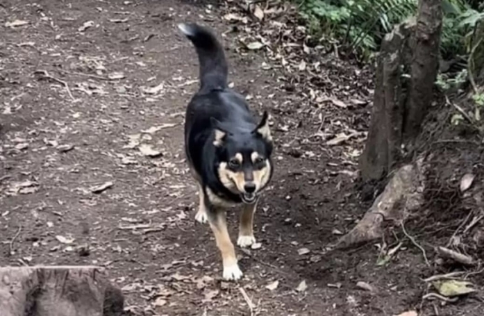 L'activité principale de cette chienne errante est d'aider les randonneurs à gravir un volcan (vidéo)