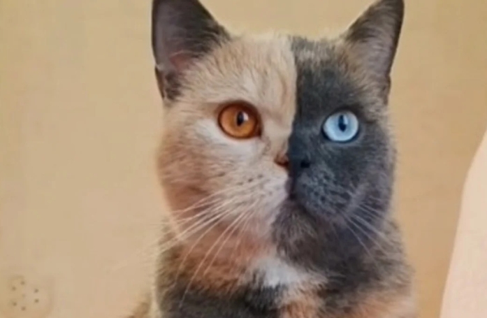 Ce chat à l'apparence exceptionnelle fascine les internautes, à tel point qu'il est comparé à un gâteau ! (vidéo)