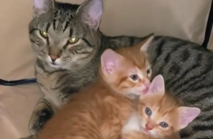 Moose, un papa chat dévoué, s'occupe seul de ses chatons en raison de la maladie de la mère (vidéo)