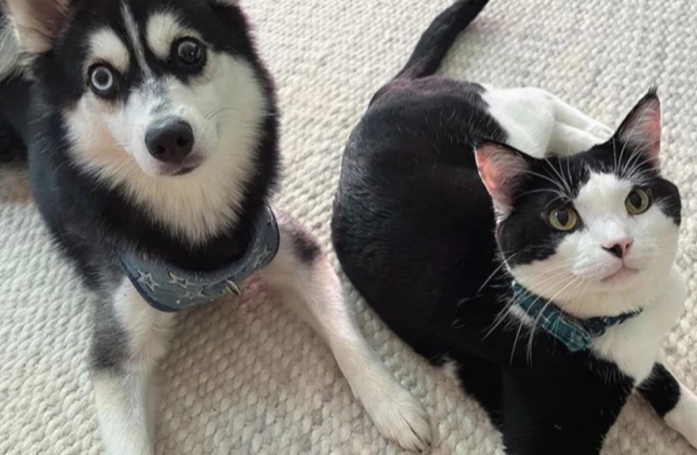 Ce chat habitué des félins fait une première rencontre émouvante avec un chien (vidéo)