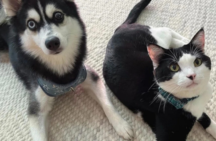 Ce chat habitué des félins fait une première rencontre émouvante avec un chien (vidéo)