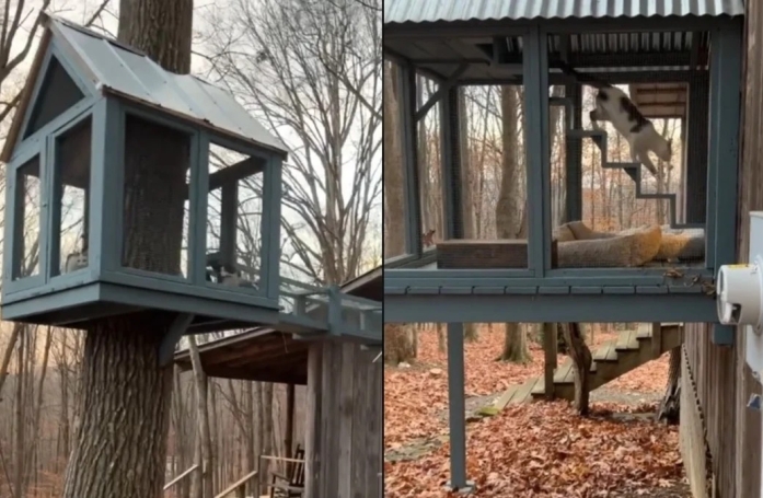 Ce refuge a créé un catio géant avec cabane dans les arbres pour ses résidents chats (vidéo)