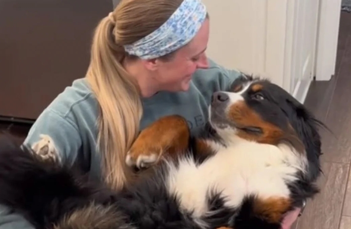 Ce grand Bouvier Bernois sauvé d'un élevage intensif est bercé par sa nouvelle maman (vidéo)