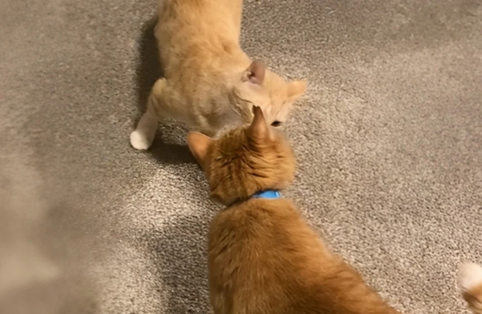 Deux chats roux développent une connexion touchante à travers une porte (vidéo)