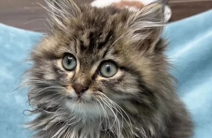 En sauvant un chaton blessé et affamé, elle ne s'attendait pas à découvrir un animal aussi affectueux