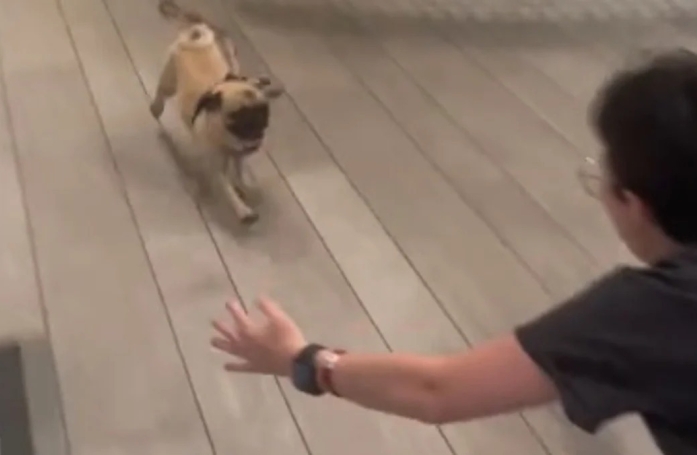 Cette pension canine compile toutes les retrouvailles entre chiens et maîtres dans une vidéo (vidéo)