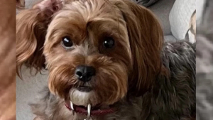 Illustration : "Un pompier utilise ses compétences pour sauver sa chienne noyée dans une piscine"