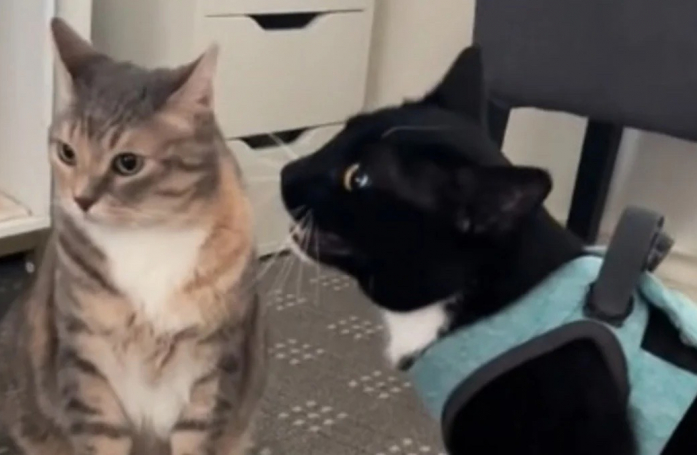 Peu accueillant, un chat montre son mécontentement teinté de jalousie à l’arrivée d’une nouvelle amie féline (vidéo)