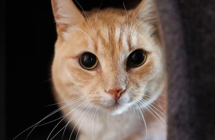 Un chat roux attend 500 jours dans un refuge après le décès de sa maîtresse, avant de trouver une nouvelle famille