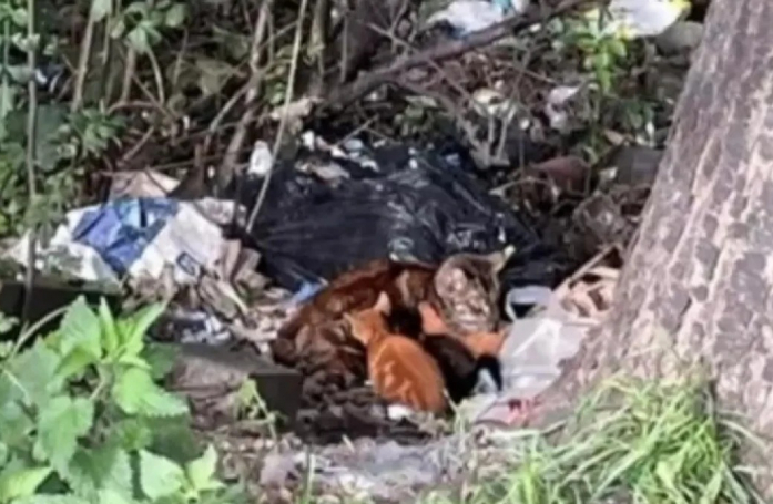 Une chatte blessée et ses chatons sauvés d'une décharge sauvage trouvent un nouveau foyer après leur découverte fortuite par une passante