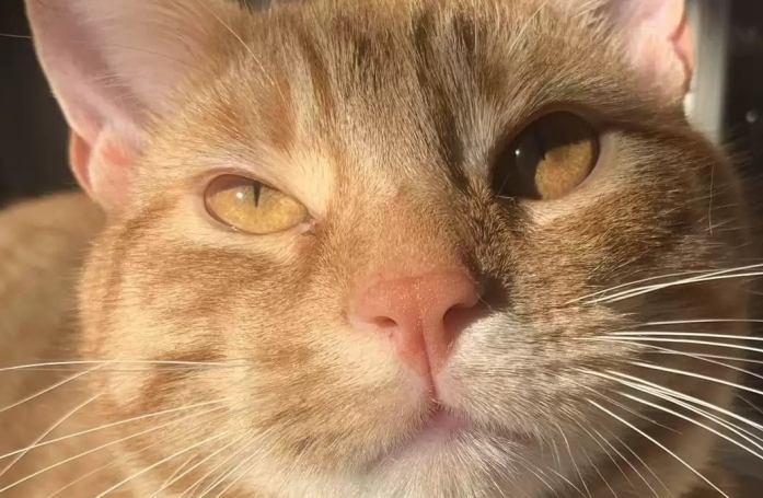 Le dernier souvenir qu'elle a de sa grand-mère est devenu le jouet préféré de son chat