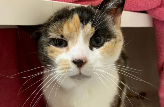 Une personne âgée décède et laisse seule sa chatte de 18 ans, qui espère être adoptée