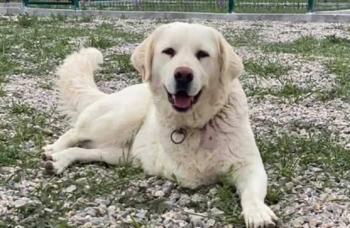 Un refuge pour chiens handicapés innove avec un train roulant pour divertir ses pensionnaires (vidéo)