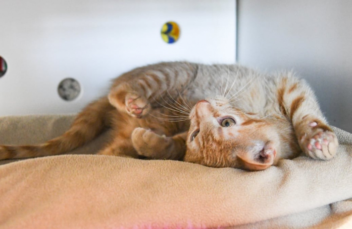 Fortune Cookie, le chaton qui a lutté contre la maladie et la solitude avant de trouver une famille pour toujours
