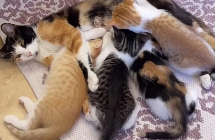Une chatte errante et ses chatons sauvés après avoir été découverts dans un pneu