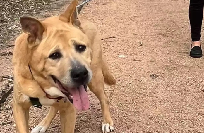 Ce chien lourdement handicapé connaît la délivrance quand il est enfin adopté