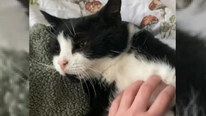 Illustration : "Après avoir connu un seul maître en 19 ans, ce chat a eu du mal à faire confiance à sa nouvelle maîtresse (vidéo)"