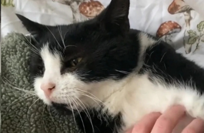 Après avoir connu un seul maître en 19 ans, ce chat a eu du mal à faire confiance à sa nouvelle maîtresse (vidéo)