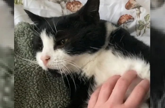Après avoir connu un seul maître en 19 ans, ce chat a eu du mal à faire confiance à sa nouvelle maîtresse (vidéo)