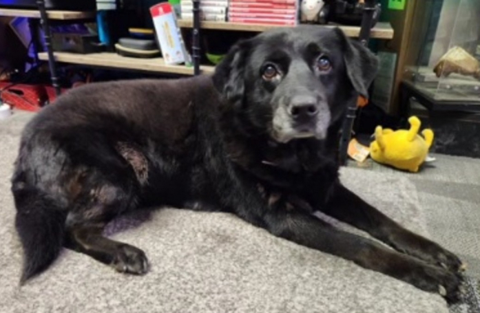 Une chienne senior Labrador Retriever abandonnée est sauvée par un refuge pour chats et adoptée par sa fondatrice