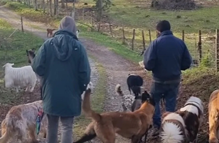 Avec l'aide de leurs followers, un couple obligé de déménager trouve un nouveau foyer adapté pour leurs 31 animaux