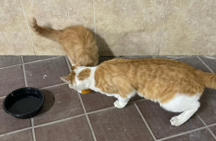 Ce papa chat exemplaire fait tout pour bien s'occuper et protéger son chaton des dangers de la rue