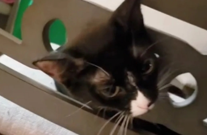 Cet homme rentre chez lui, trouve son chat coincé dans une chaise et se démène pour le délivrer (vidéo)