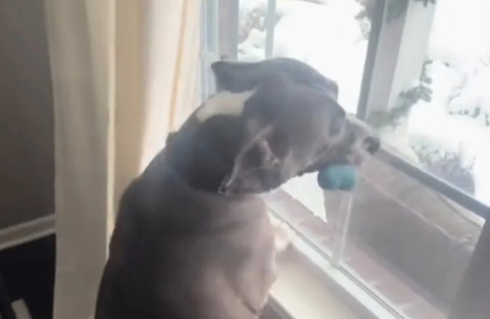 Le froid et la neige ne font pas peur à ce chien qui veut à tout prix dire bonjour aux éboueurs (vidéo)
