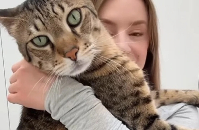 Avec sa taille imposante et son comportement proche de celui des chiens, ce chat impressionne ceux qui le rencontrent pour la première fois