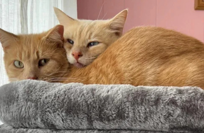 Ayant passé plusieurs années dans la rue aux côtés d’un ami, un chat secouru par une association accepte mal sa solitude et attend les retrouvailles