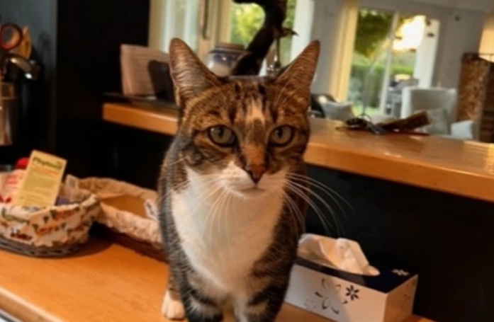 Disparue sur une aire d’autoroute, une chatte refait surface plusieurs semaines plus tard pour le plus grand bonheur de son maître