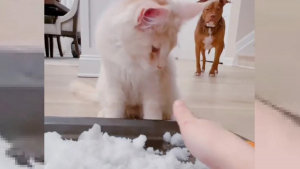 Illustration : "Une propriétaire de Maine Coon tente l'expérience insolite de la neige en intérieur et c'est un échec (vidéo)"