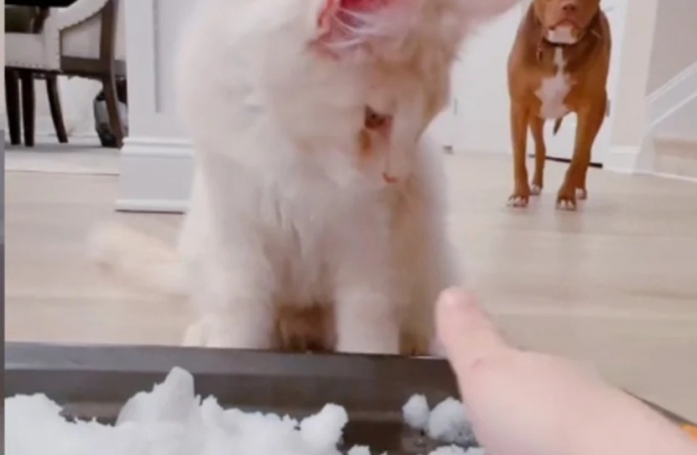 Une propriétaire de Maine Coon tente l'expérience insolite de la neige en intérieur et c'est un échec (vidéo)