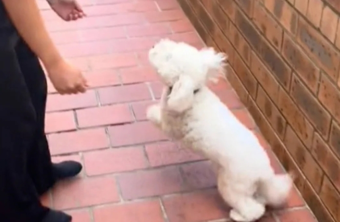 Cette chienne pensait se promener, mais elle retrouve en fait sa maîtresse après un an de séparation (vidéo)