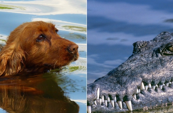 L'acte d'empathie de ces crocodiles envers ce chien piégé dans une rivière divise les scientifiques