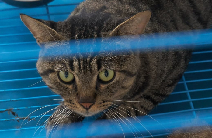 Un camion transportant 1000 chats jusqu'à l'abattoir a pu être intercepté par des militants de la cause animale