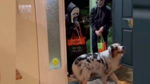 Illustration : "Une femelle Berger Australien, excitée par son premier Halloween, apprend à donner des bonbons aux enfants"