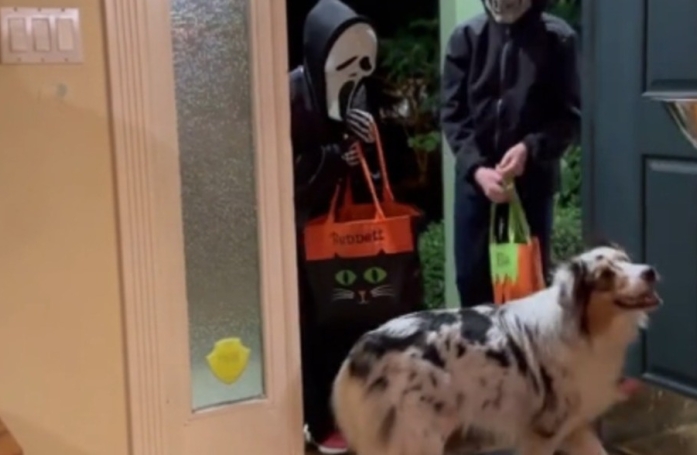 Une femelle Berger Australien, excitée par son premier Halloween, apprend à donner des bonbons aux enfants