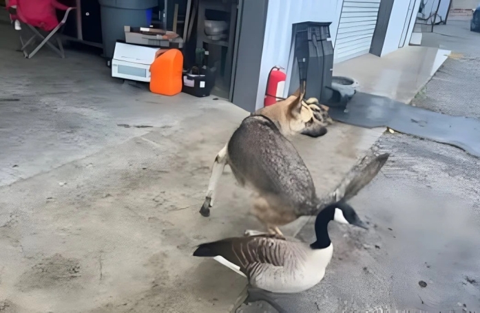 Un Berger Allemand découvre une oie dans la piscine et développe une superbe amitié avec elle