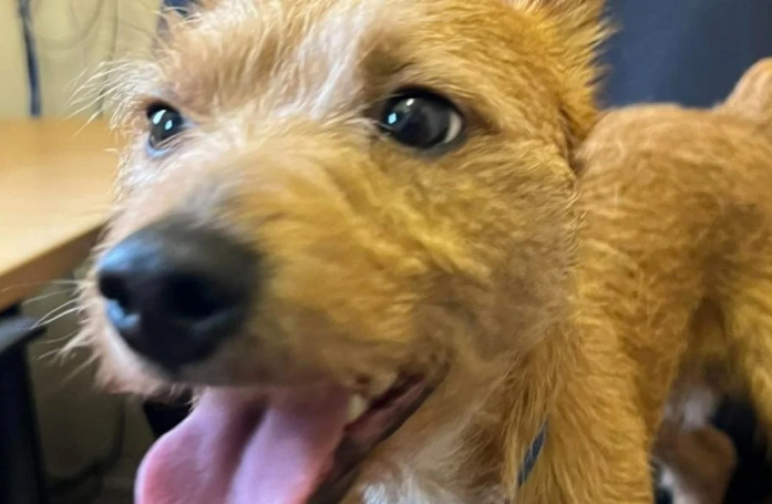 Alors qu’il se rendait chez le toiletteur, ce chien ne pensait pas qu’il ne reverrait jamais son propriétaire