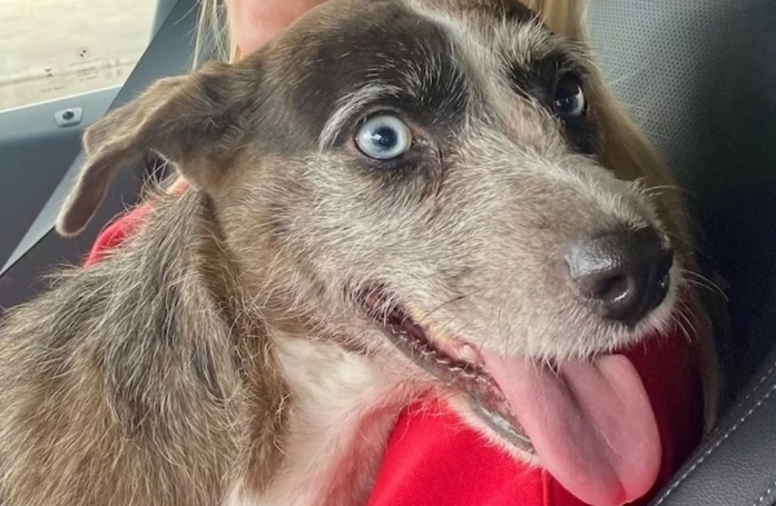 Repéré par un basketteur célèbre, un chien errant retrouve le chemin de son ancienne vie
