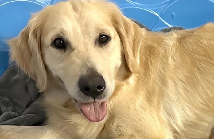 Une maman Golden Retriever devient mère de substitution pour des bébés lycaons abandonnés