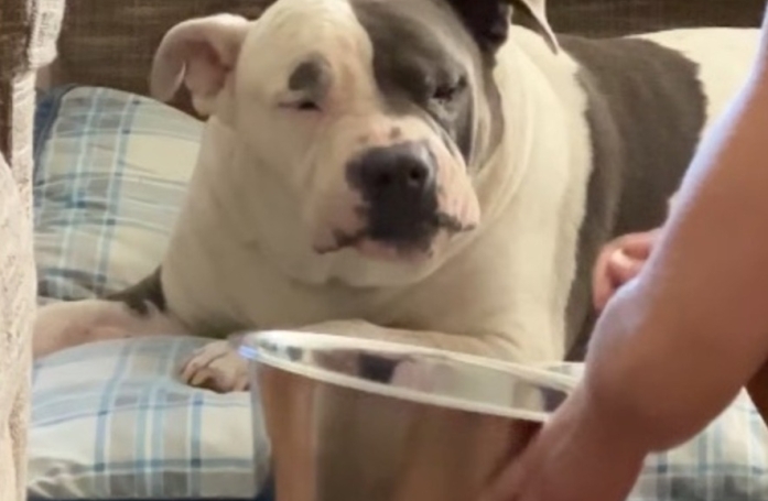 Ce chien a pris l'étrange habitude d'être nourri à la fourchette, dans son panier (vidéo)