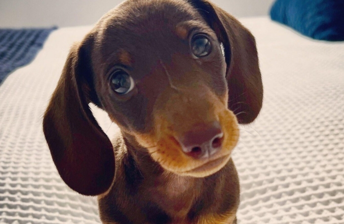 Les vétérinaires ont réalisé une chirurgie cardiaque de précision pour sauver ce minuscule chiot