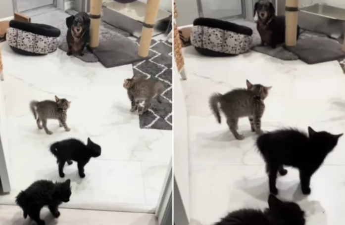 Ces 4 chatons s'unissent et font le dos rond face à ce Teckel qui n'avait rien demandé (vidéo)