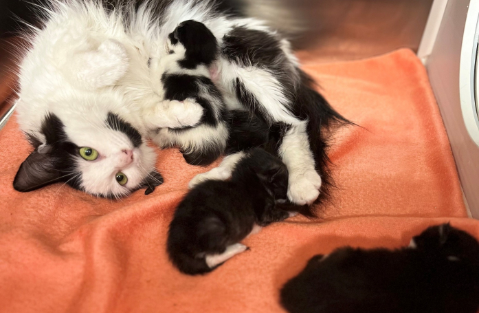 L'émotion d'une maman chat qui retrouve ses petits alors qu'ils ont été secourus séparément