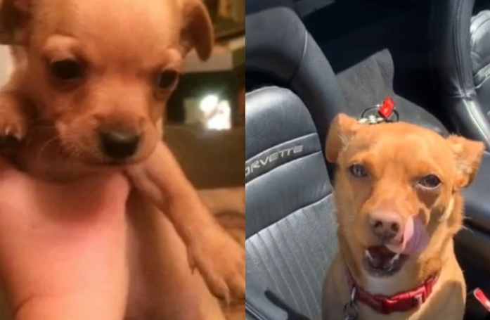 Elle pensait que son chiot pèserait 3 kilos à l'âge adulte, il en fait finalement plus du triple ! (vidéo)