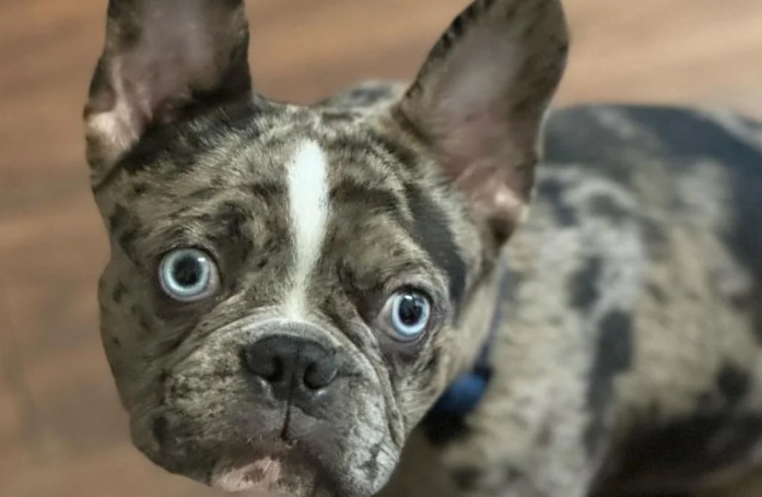 Un propriétaire pense que son chien est malade, mais découvre qu'il a été drogué par un simple mégot de cigarette au sol pendant sa promenade