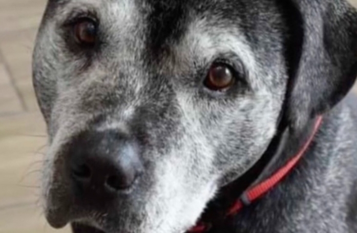 Alors qu'il a 15 ans, cet adorable chien de refuge trouve finalement une retraite paisible (vidéo)