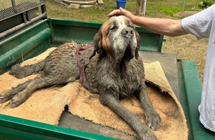 Des jeunes fêtant un enterrement de vie de garçon trouvent un chien en détresse et le sauvent
